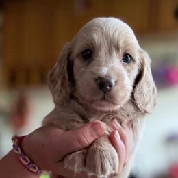 Blue base Cream LH male - Cream male Dachshund puppy in Madison, Wisconsin from SK Miniature   Dachshunds