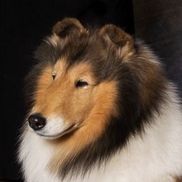 Collies from Tapestry Collies