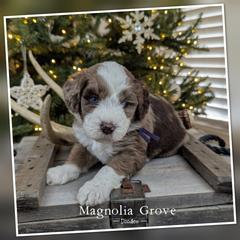 Sequoia - Purple Collar - male Australian Mountain Doodle puppy in Oxford, Alabama from Magnolia Grove Doodles