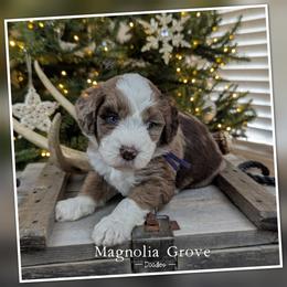 Sequoia - Purple Collar - male Australian Mountain Doodle puppy in Oxford, Alabama from Magnolia Grove Doodles