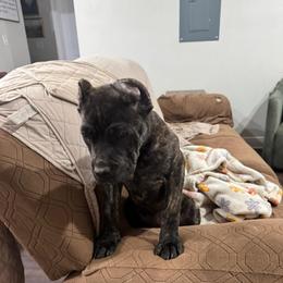 Black brindle - Black brindle female Cane Corso puppy in Vancleave, Mississippi from TopNotch Corsos