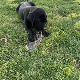 Labrador Retriever Puppies from Hunter’s Moon Retrievers