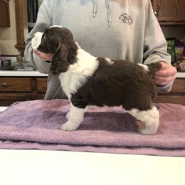 English Springer Spaniel Puppies from Ocoee English Springer Spaniels