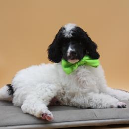 Lucky-Male - Parti male Poodle puppy in Scottsville, Kentucky from Barren River Bernedoodles and Poodles