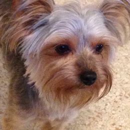 Yorkshire Terriers from Lisa LeDuc