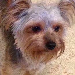 Yorkshire Terriers from Lisa LeDuc