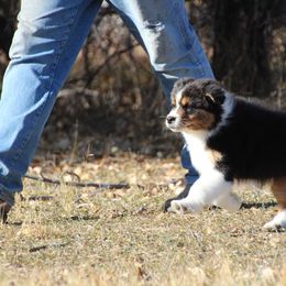 Cousin Itt - Black tri-color male Australian Shepherd puppy in Wheatland, Wyoming from Jorvik Australian Shepherds