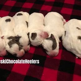 Australian Cattle Dog Puppies from Weleski Chocolate Heelers