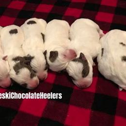 Australian Cattle Dog Puppies from Weleski Chocolate Heelers