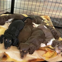 Dachshund Puppies from Little Legs Miniature Dachshunds