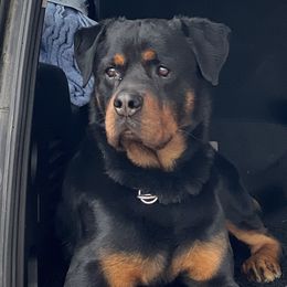 Rottweilers and Yorkshire Terriers from TK Yorkies & Rotties