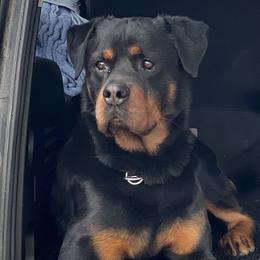 Rottweilers and Yorkshire Terriers from TK Yorkies & Rotties
