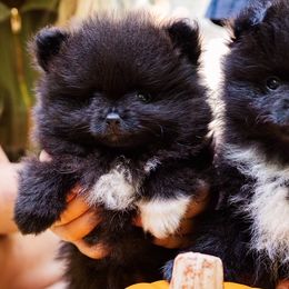 Pomeranians from Cutie Poms