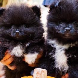 Pomeranians from Cutie Poms