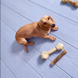 Kane - Dachshund