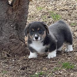 Boy 2 - Blue male Pembroke Welsh Corgi puppy in Millsap, Texas from BJ's Blessings