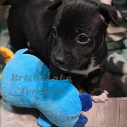 Kiwi - Black and white female Teddy Roosevelt Terrier puppy in Milaca, Minnesota from Bright Lake Terriers