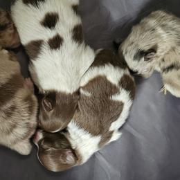 Pomeranians from Starlight Poms