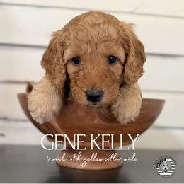 Gene Kelly - Apricot male Goldendoodle puppy in San Jose, California from Red White and Doodle