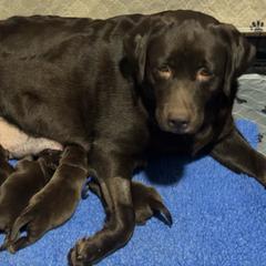 Chocolate boy fourth pick - Chocolate male Labrador Retriever puppy in Williston, Florida from Royal K Labradors