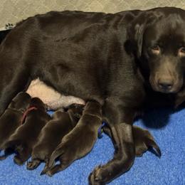 Chocolate boy fourth pick - Chocolate male Labrador Retriever puppy in Williston, Florida from Royal K Labradors
