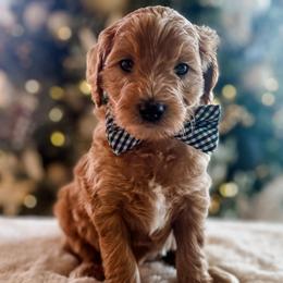 Walter - Red  male Goldendoodle puppy in Provo, Utah from GoldenDoodle Express