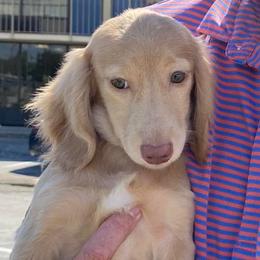 Dachshunds from Riverside Dachshund