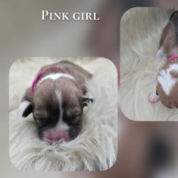 Pink - Sable female Pembroke Welsh Corgi puppy in Charleroi, Pennsylvania from Twilight Hollow Corgis