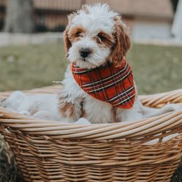 Bernedoodle and Goldendoodle Puppies from Doodles of North Tx