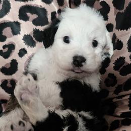 Kabob - Black tri-color male Aussiedoodle puppy in Bakersfield, California from Puppy by Design