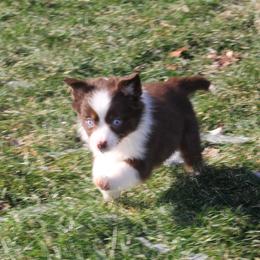 Cirros - Red tri-color female Miniature American Shepherd puppy in Tiskilwa, Illinois from First Harmony Farms