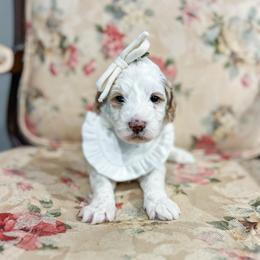 Blessing - Parti female Goldendoodle puppy in Sulphur, Louisiana from Curly Q’s Of Carlyss