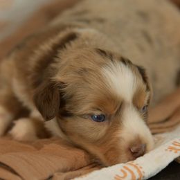 Carlson - Red merle male Toy Australian Shepherd puppy in Hartman, Arkansas from Southern Edition Aussies