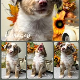 3 - Aeneas - Red merle male Miniature American Shepherd puppy in Huntington, Texas from JKKJ Farms