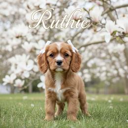 Ruthie - Blenheim female Cavalier King Charles Spaniel puppy in Columbus Ga, Georgia from Sweet Southern Cavaliers and Chihuahuas
