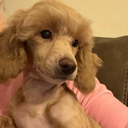 1 SUPER SWEET BABY LEFT... - Cream male Poodle puppy in Bedford, Texas from S.H.A.R.P.’s Toy Poodles