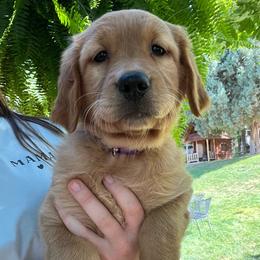 Plum - Dark golden female Golden Retriever puppy in Provo, Utah from Rocky Mountain Field Goldens