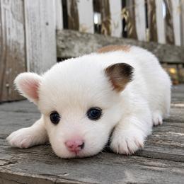 Ivory (blush) fluffy - Fawn and white female American Corgi puppy in East Oakdale, California from Rhettro Kennels