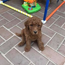 Australian Labradoodle Puppies from BabySweet Labradoodle’s