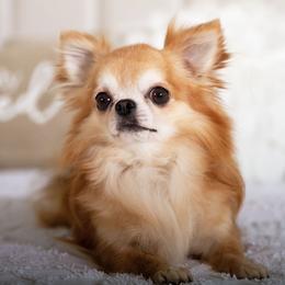 Red - Chihuahua