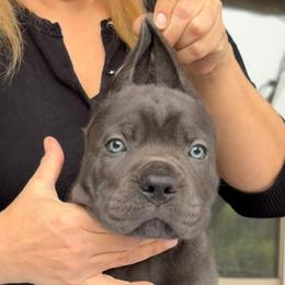 Betan D Court-B..... - Gray male Cane Corso puppy in Cypress, Texas from Betan Cane Corso D’ Court