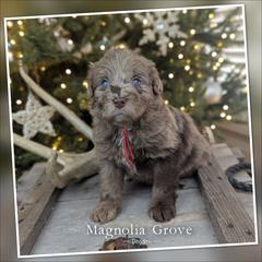 Redwood - Red Collar - female Australian Mountain Doodle puppy in Oxford, Alabama from Magnolia Grove Doodles