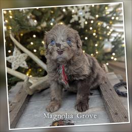 Redwood - Red Collar - female Australian Mountain Doodle puppy in Oxford, Alabama from Magnolia Grove Doodles