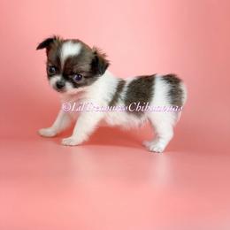 Tiny Ace - Chocolate brindled fawn male Chihuahua puppy in Anderson, South Carolina from Lil Treasures Chihuahuas