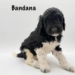 Bandana - Parti male Goldendoodle puppy in Milford, Pennsylvania from Doodles Are Golden