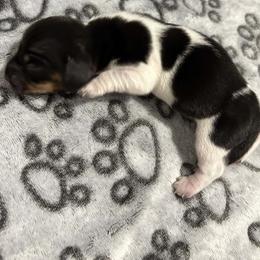 Oscar - Black and tan male Dachshund puppy in Park Hills, Missouri from Ozark Miniature Dachshunds