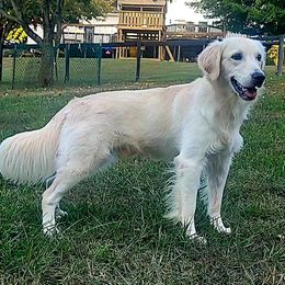 Golden Retriever puppies from Golden Pride Retrievers