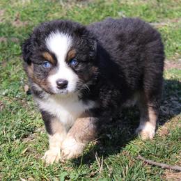 Rowan - Black tri-color male Australian Shepherd puppy in Kansas, Oklahoma from Windy G Farm