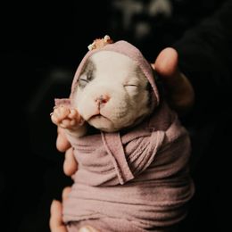 American Bully and Boston Terrier Puppies from Greenberg's Boston Terriers & Bullies of Metro Detroit