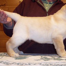 Labrador Retriever Puppies from Cecilie Drege